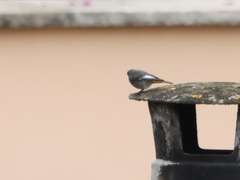 Phoenicurus ochruros