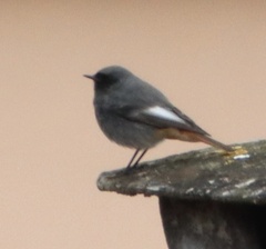 Phoenicurus ochruros