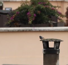 Phoenicurus ochruros