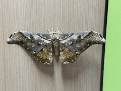 Rinaca thibeta okurai