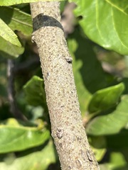 Searsia gerrardii