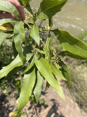 Searsia gerrardii