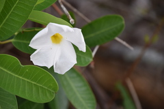 Image of Rhabdadenia biflora