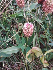 Trifolium ambiguum