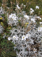 Cerastium biebersteinii