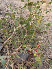 Ziziphus nummularia