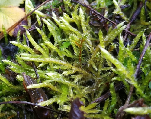 bankovec belavý (Brachythecium albicans)