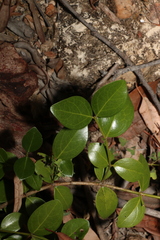 Psydrax odorata odorata