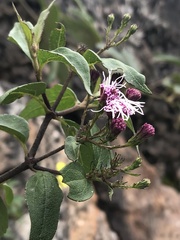 Ageratina pentlandiana