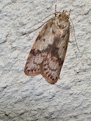 Oligoloba severa
