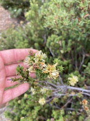 Sprengelia incarnata