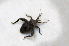 Acanthocoris