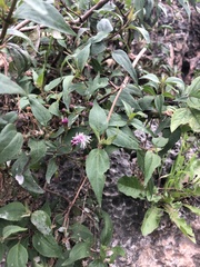 Ageratina pentlandiana