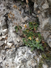 Helianthemum
