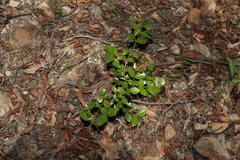 Psydrax odorata odorata