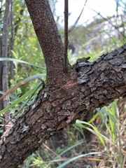 Searsia gerrardii