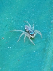 Phintella bifurcilinea