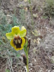 Ophrys lutea