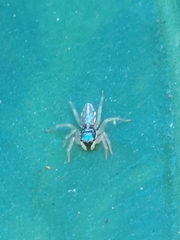 Phintella bifurcilinea