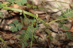 Calomela parilis