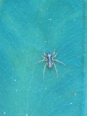 Phintella bifurcilinea