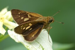 Polytremis lubricans