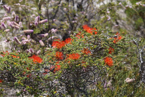Image of Melaleuca aestiva by (c) Hugo Innes, some rights reserved (CC BY)