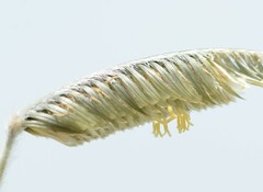 Harpochloa falx