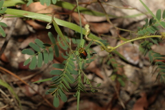 Calomela parilis