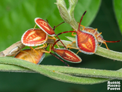 Agapophyta bipunctata