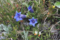 Gentiana clusii