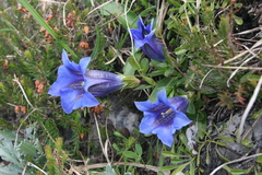 Gentiana clusii
