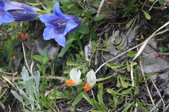 Gentiana clusii