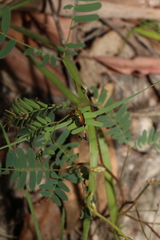 Calomela parilis