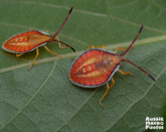 Agapophyta bipunctata