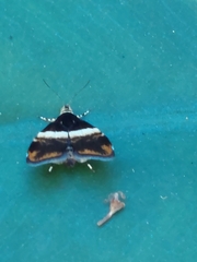 Choreutis basalis