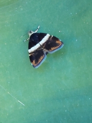 Choreutis basalis