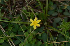 Hypoxis argentea