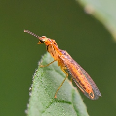 Mantispinae