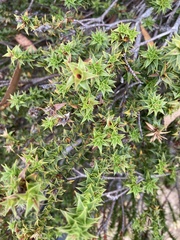 Sprengelia incarnata