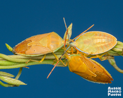 Agapophyta bipunctata