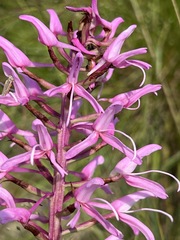 Disa nervosa