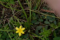 Hypoxis argentea