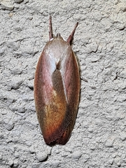 Ptyoptila matutinella