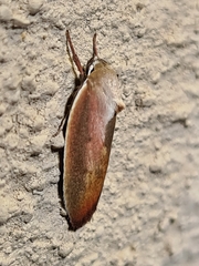 Ptyoptila matutinella