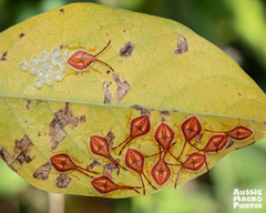 Agapophyta bipunctata