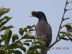 Acridotheres fuscus