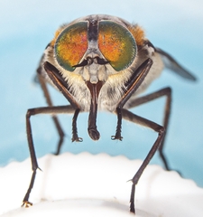 Scaptia
