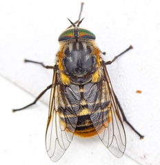 Scaptia