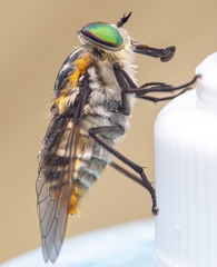 Scaptia